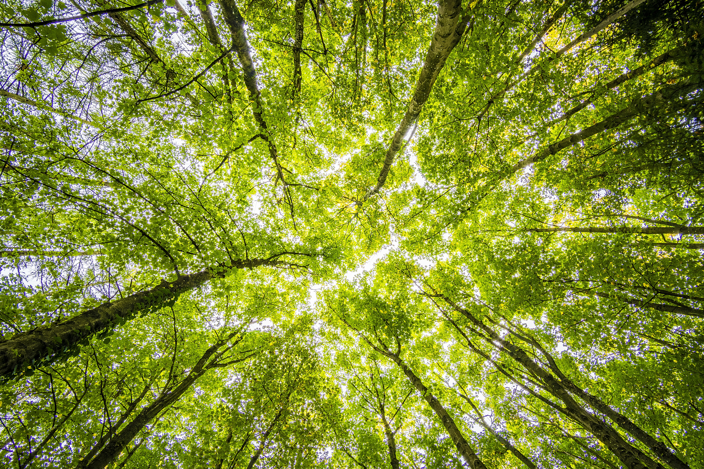 Low Angle Shot of Trees in the Forest